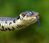 Grass Snake