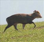 Muntjac