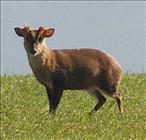 Muntjac