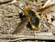 Bee fly