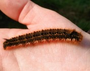 Drinker larva