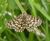 Latticed Heath