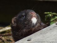 Mink (American) Adult