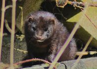 Mink (American) Kit