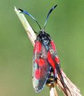 Narrow-bordered Five-spot Burnet