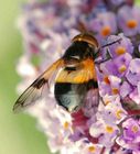 Hoverfly - Volucella pellucens