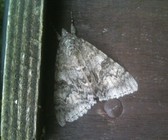 Red Underwing