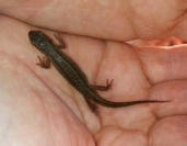 Smooth Newt