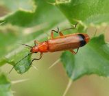 Common Red Soldier Beetle