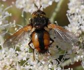 Tachnid Fly - Tachina fera