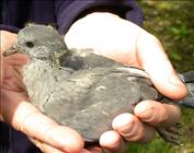 Stock Dove