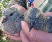 Stock Dove