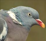 Wood Pigeon