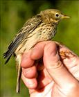 Meadow Pipit