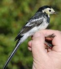 Pied Wagtail