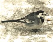 Pied Wagtail