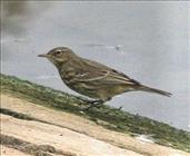 Rock Pipit