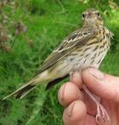 Tree Pipit