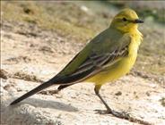 Yellow Wagtail