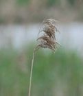 Phragmites