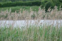 Phragmites