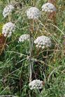 Wild Angelica