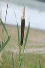 Bulrush