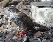 Sparrowhawk