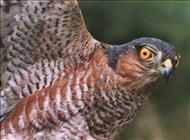 Sparrowhawk