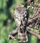 Sparrowhawk