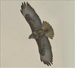 Common Buzzard