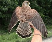 Kestrel