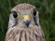 Kestrel