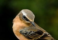 Wheatear