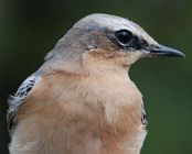 Wheatear