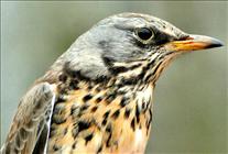 Fieldfare