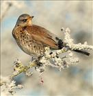 Fieldfare