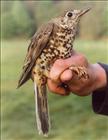 Mistle Thrush