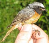 Redstart