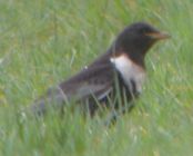 Ring Ouzel