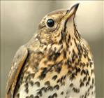 Song Thrush