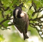 Coal Tit