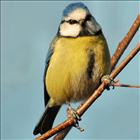 Blue Tit