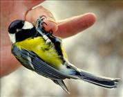 Great Tit