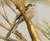 Long-tailed Tit