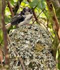 Long-tailed Tit