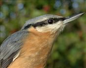 Nuthatch