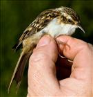 Treecreeper