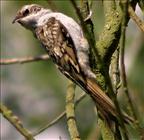 Treecreeper