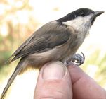 Willow Tit